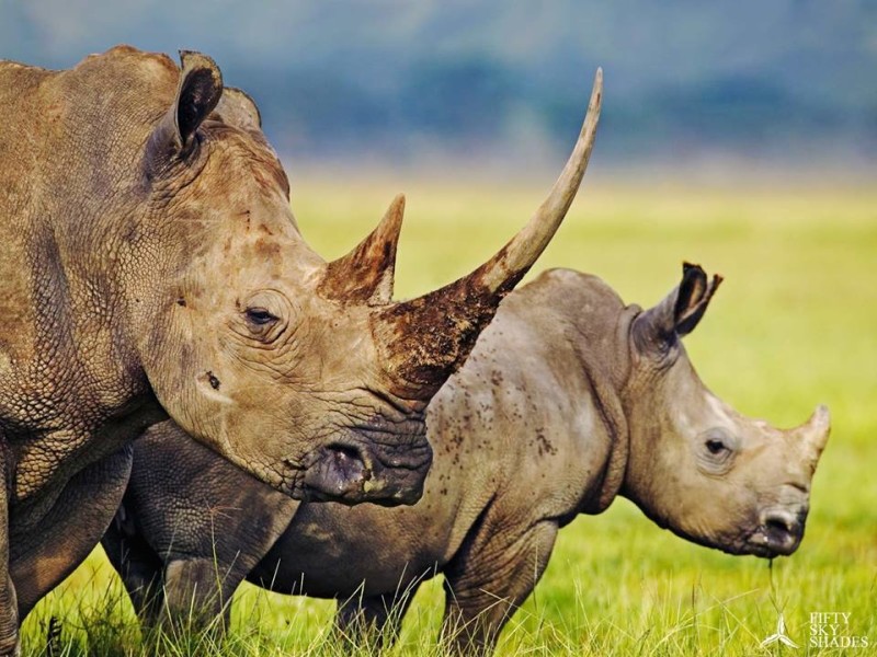 Rhinos to fly on IAG’s first A380 flight to Miami
